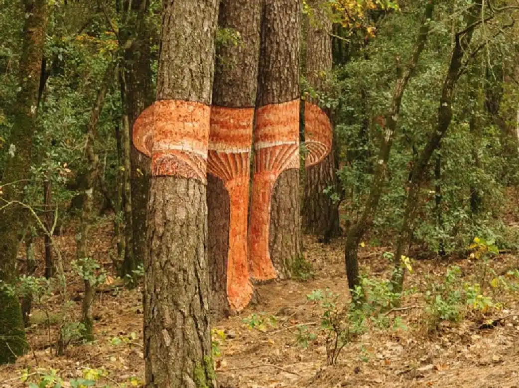 ruta micològica bosc pintat poblet