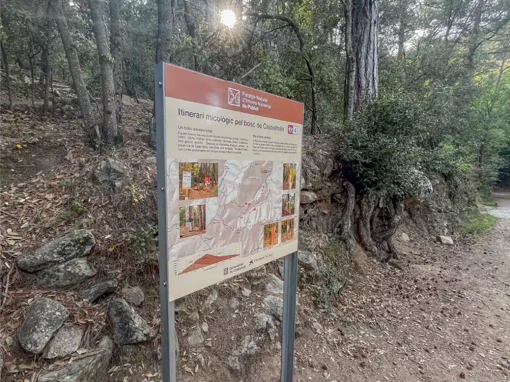 biodiversitat al bosc de castellfollit