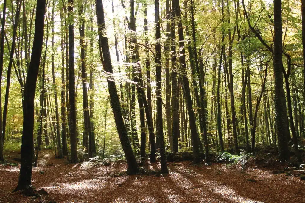 La fageda d'en jordà