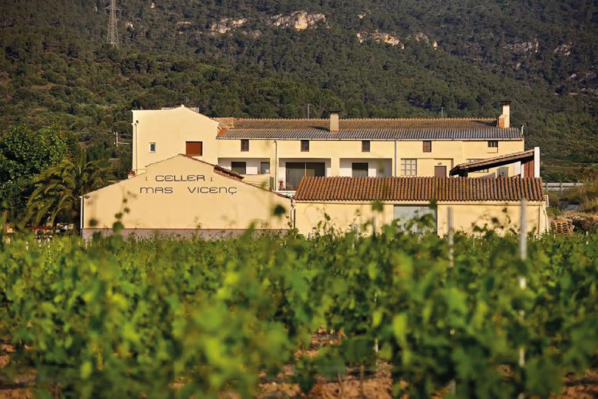 bodega mas vicenç