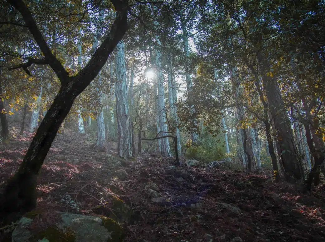 Parc Natural d'Interes Nacional de Poblet