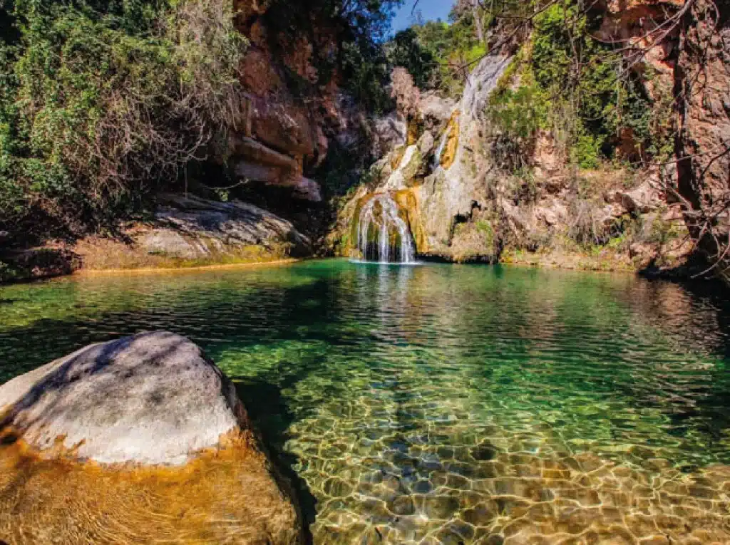 portada niu de l'aliga alcover