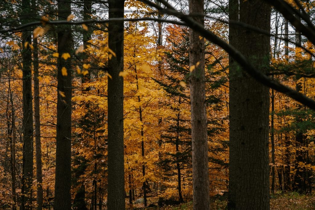 bosc