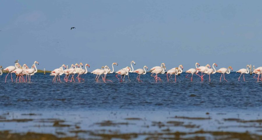 flamencos
