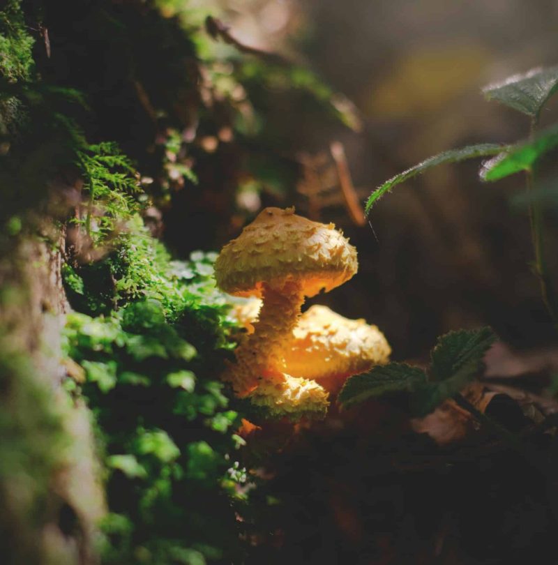 pexels-lum3n-44775-292761